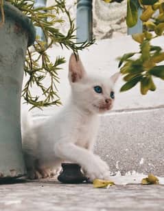 Blue Eyed Khao Manee/White Gem Thai Kitten