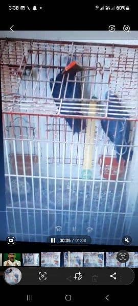 Grey parrot Timni