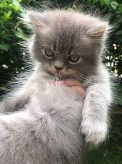 ligh gray kitten peki bloodline (female)