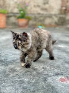 2 months kitten female for sale