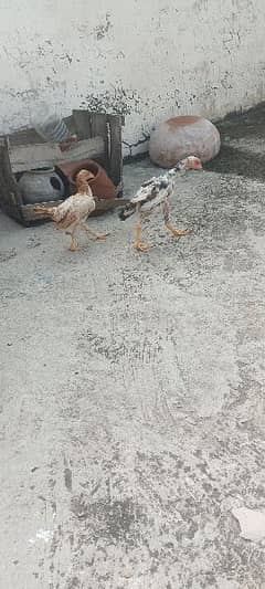 3 month aseel chicks pair for sale pathi cross me h