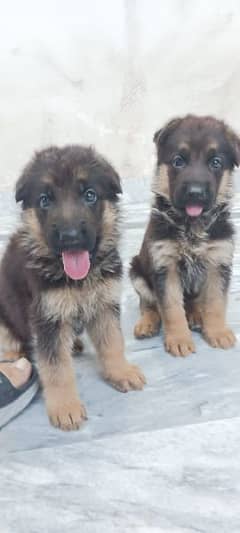 German Shepherd female Pups Available for sale