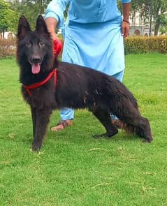 black long coat garman shepherd male for sale