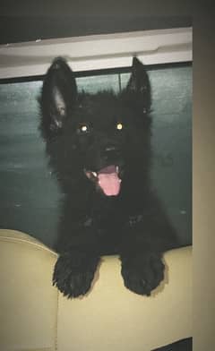 Black German Shepherd Male Puppy