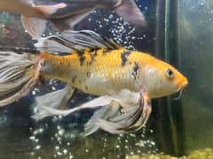 We Sell 6 fishes of different spiece: butterfly koi ,shubunkin etc