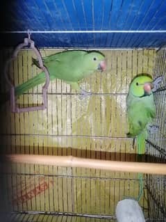 Parrot for Sale/Ringneck Parrot/Green Ringneck/ Pair for Sale