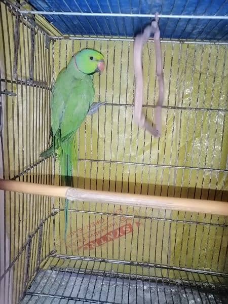 Ringneck Parrot 2