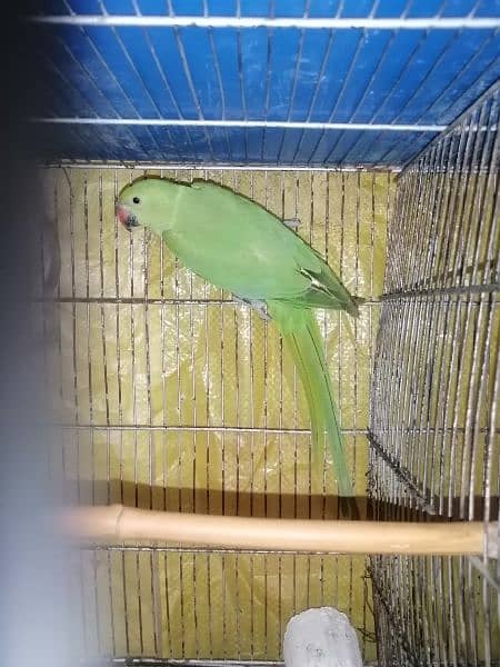 Ringneck Parrot 5