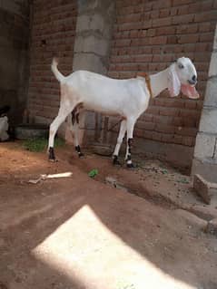 bakri