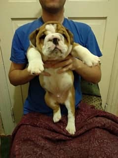 English bulldog imported puppy available here