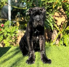 Cane corso imported & pedigree puppy available for sale