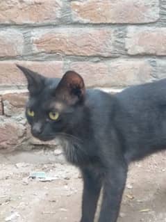 Black Domestic Cat