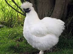 Silkie Chicks for sale