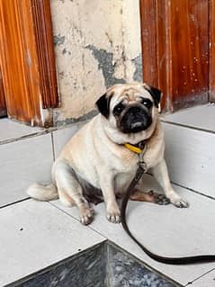 pug female for sale