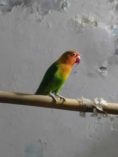 Lovebird