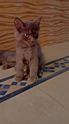 Cat 3 month age for sale