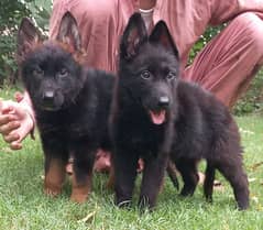 long coat German shepherd show quality pair for sale