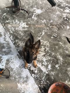 german shepherd male