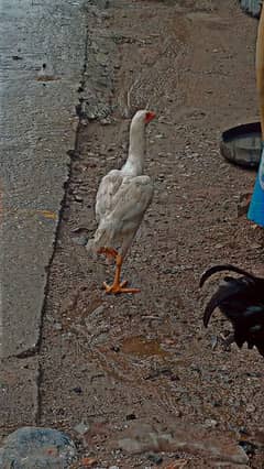 Heera Aseel Hen Age 8 Months urgent sale