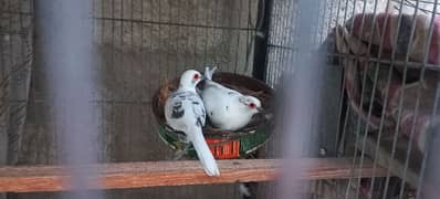 silver white grey java pied doves red