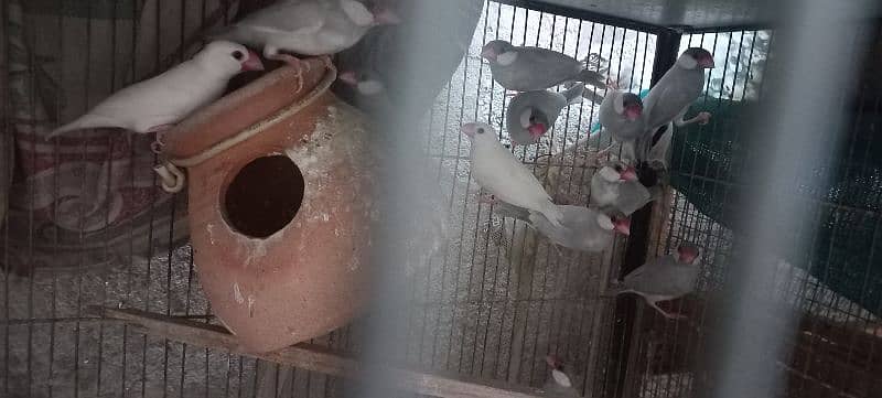 silver white grey java pied doves red 2