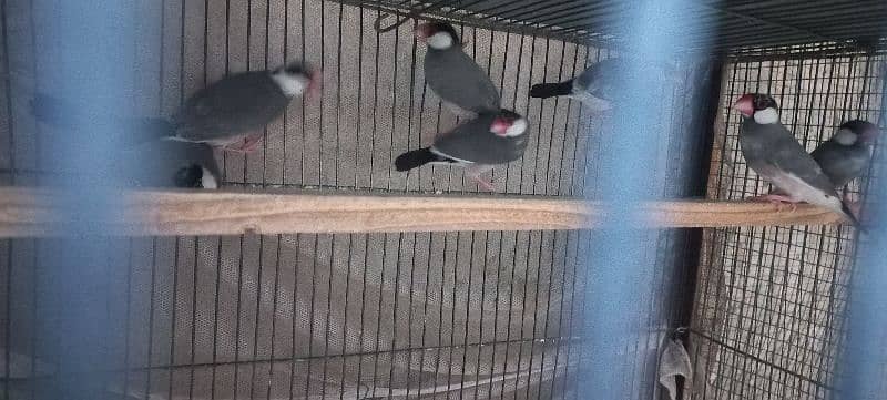 silver white grey java pied doves red 3