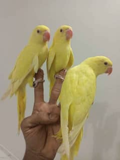 yellow ringneck tame talking ready to breed males