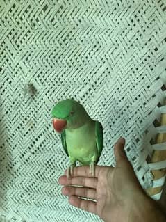 Kashmiri Raw Parrot For Sale