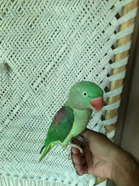 Kashmiri Raw Parrot For Sale 1