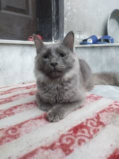 Male Persian Cat 4 Months Old With Accessories Included