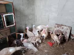 Turkey birds for sale