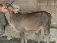 brown colour bull