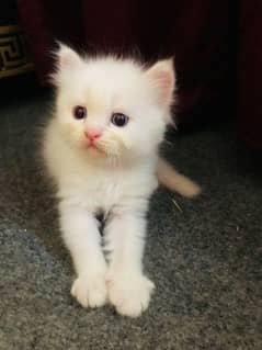 Triple coated Male persian breed Kitten