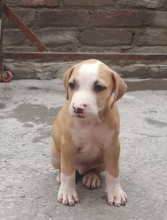 pitbull puppies for sale