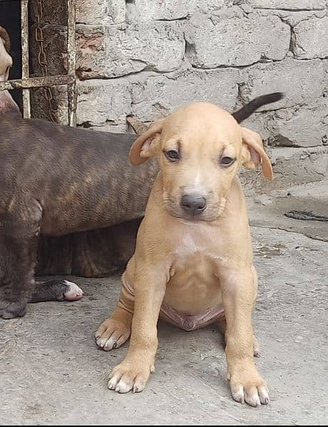 pitbull puppies for sale 1