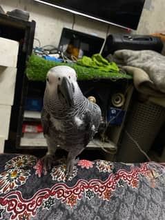 Grey Parrot