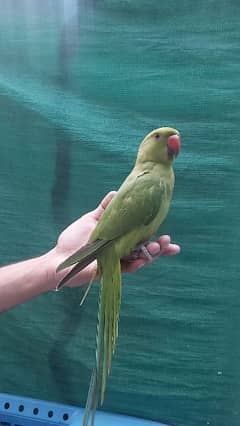 Male Ringneck Parrot