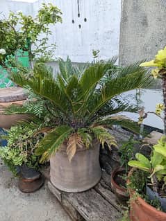 plant for sale