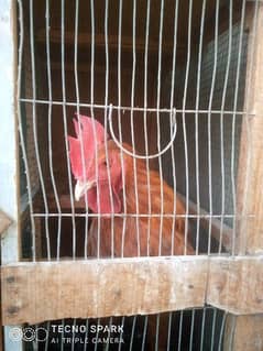 Aseel Sindhi cock for sale