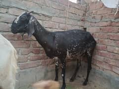 Desi Goats Pair 03219966326