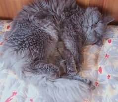 Grey Persian cat