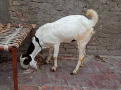 Nasli Goat - long ears