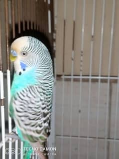 budgies male