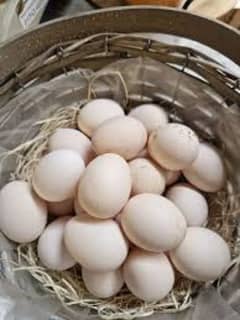 Bantam Eggs 03338881084