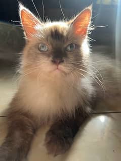 birman male trained 1