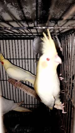 comon white cocktail parrot pair