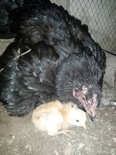 black mushki hen with 7 chiks