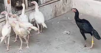 white aseel hira  and mushka chicks for sale