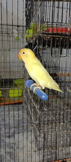 Albino red eyes /Creamino / Decino and Cages for sale