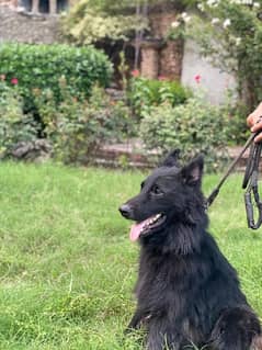 black german shepherd